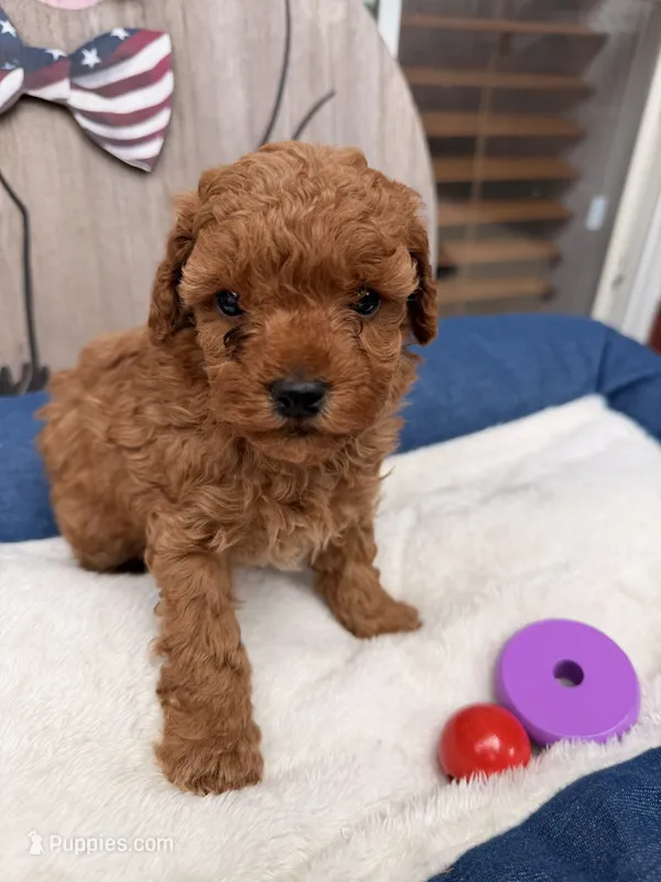 Tinker – Poodle - Miniature  puppy for sale in Oklahoma City, OK