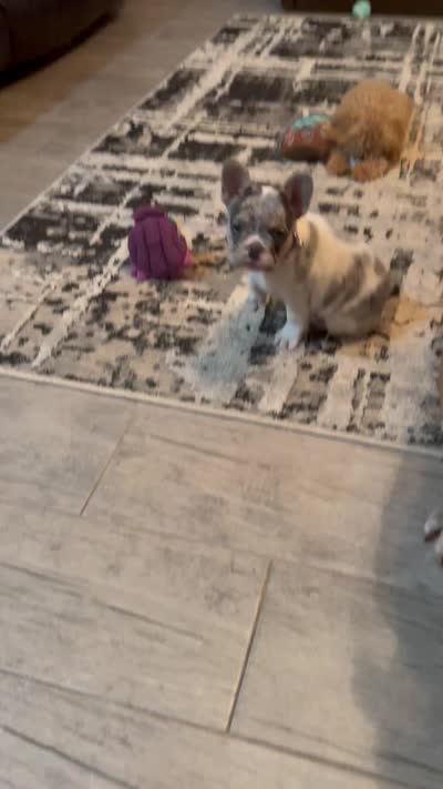 AKC French Bulldogs, a female French Bulldog for sale in Oklahoma City, OK – 2 of 2