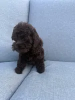 Angel, a female Cockapoo for sale in Oklahoma City, OK – 2 of 4