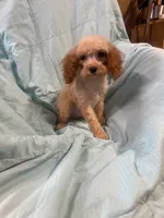 Georgie, a male Cockapoo for sale in Oklahoma City, OK – 4 of 8