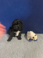 Lucy, a female Cockapoo for sale in Oklahoma City, OK – 5 of 5