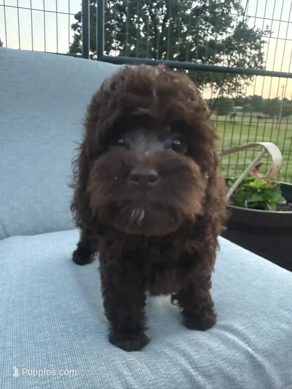 Angel – Cockapoo puppy for sale in Oklahoma City, OK