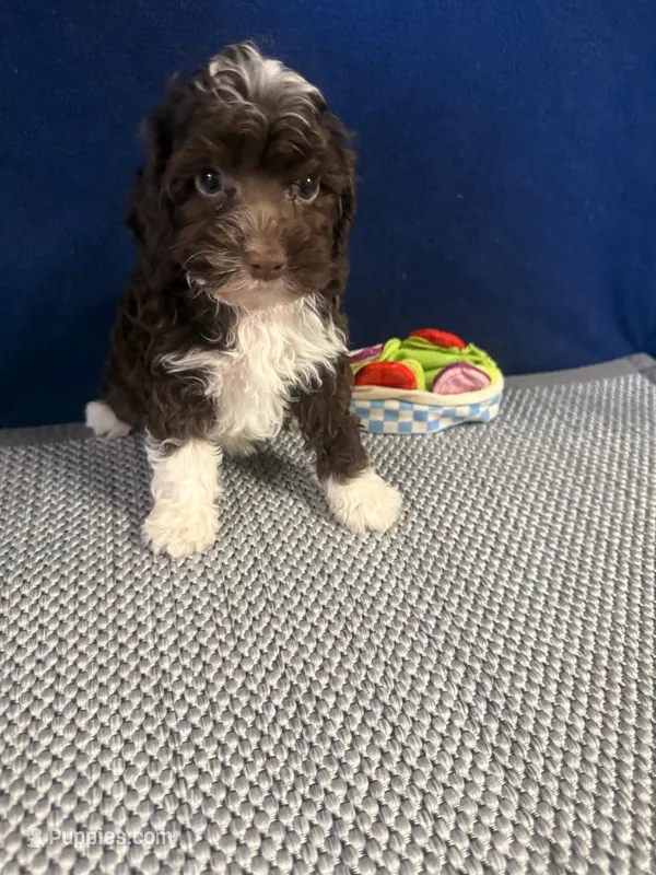 Abby – Cockapoo puppy for sale in Oklahoma City, OK