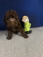 Samuel, a male Cockapoo for sale in Oklahoma City, OK – 5 of 5