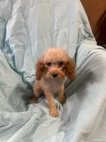 Georgie, a male Cockapoo for sale in Oklahoma City, OK – 3 of 8