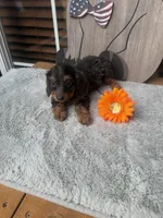 Mary, a female Doxiepoo for sale in Oklahoma City, OK – 1 of 2