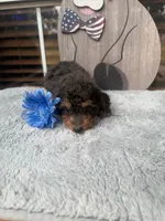 Grace, a female Doxiepoo for sale in Oklahoma City, OK – 1 of 2