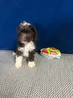 Abby, a female Cockapoo for sale in Oklahoma City, OK – 2 of 4