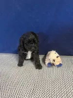 Lucy, a female Cockapoo for sale in Oklahoma City, OK – 3 of 5