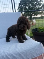 Angel, a female Cockapoo for sale in Oklahoma City, OK – 4 of 4