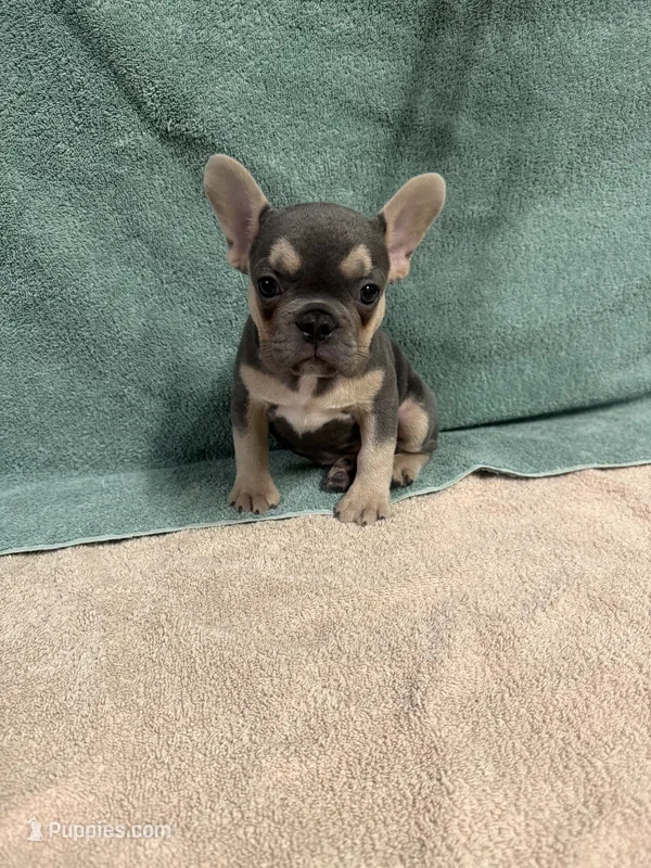 Trina – French Bulldog puppy for sale in Oklahoma City, OK
