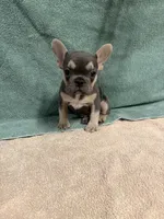 Trina, a female French Bulldog for sale in Oklahoma City, OK – 1 of 2