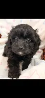 Kari, a female Doxiepoo for sale in Oklahoma City, OK – 2 of 2
