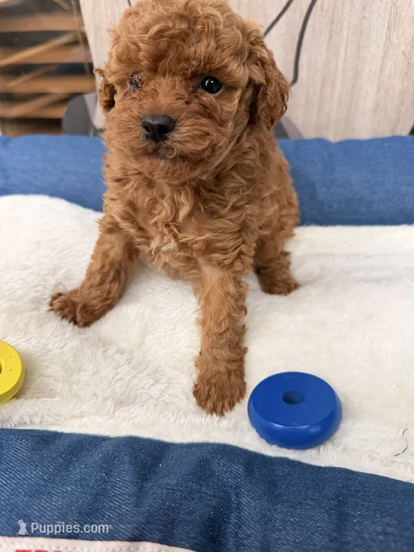 Peter – Poodle - Miniature  puppy for sale in Oklahoma City, OK