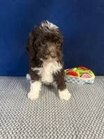 Abby, a female Cockapoo for sale in Oklahoma City, OK – 3 of 4