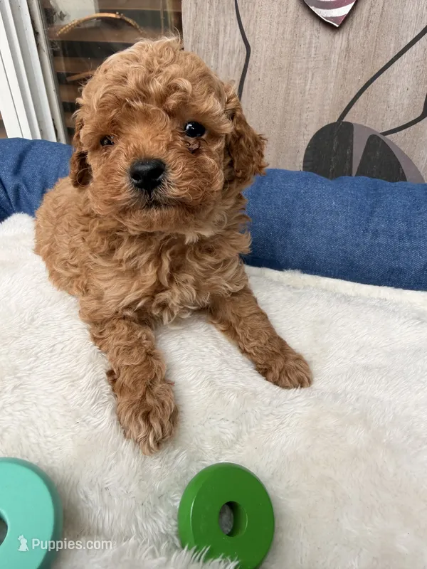 Carl – Poodle - Miniature  puppy for sale in Oklahoma City, OK