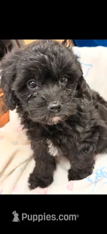 Kari – Doxiepoo puppy for sale in Oklahoma City, OK