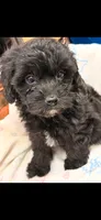 Kari, a female Doxiepoo for sale in Oklahoma City, OK – 1 of 2