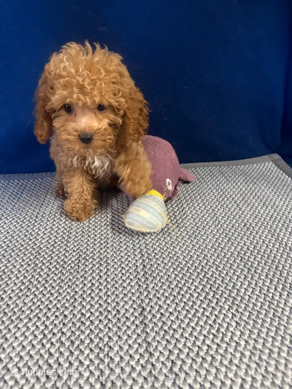 Benji – Cockapoo puppy for sale in Oklahoma City, OK