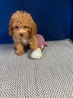 Benji, a male Cockapoo for sale in Oklahoma City, OK – 1 of 3