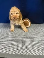 Timmy, a male Cockapoo for sale in Oklahoma City, OK – 2 of 3
