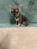 Trina, a female French Bulldog for sale in Oklahoma City, OK – 2 of 2