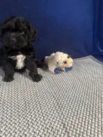 Lucy, a female Cockapoo for sale in Oklahoma City, OK – 4 of 5
