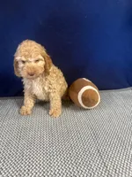 Timmy, a male Cockapoo for sale in Oklahoma City, OK – 3 of 3