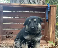 Rex, a male German Shepherd Dog for sale in Fort Smith, AR – 8 of 8