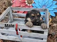 Rex, a male German Shepherd Dog for sale in Fort Smith, AR – Photo 2 of 2