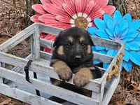 Max, a male German Shepherd Dog for sale in Fort Smith, AR – Photo 2 of 2