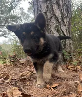 Rex, a male German Shepherd Dog for sale in Fort Smith, AR – 4 of 8