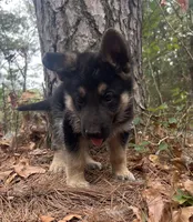 Rex, a male German Shepherd Dog for sale in Fort Smith, AR – 3 of 8