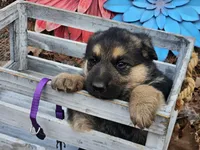 Poppy, a female German Shepherd Dog for sale in Fort Smith, AR – Photo 2 of 2