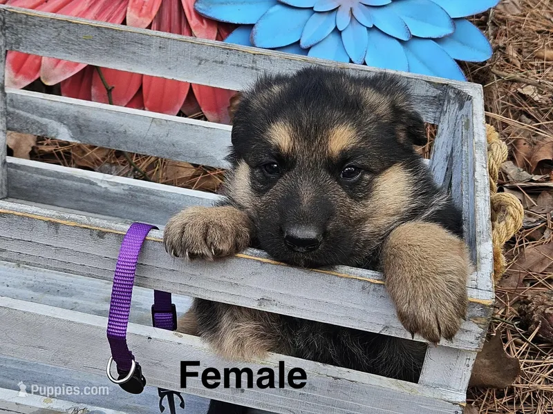 Poppy, a female German Shepherd Dog for sale in Fort Smith, AR – Photo 1 of 2