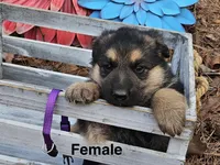 Poppy, a female German Shepherd Dog for sale in Fort Smith, AR – Photo 1 of 2