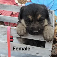 Daisy, a female German Shepherd Dog for sale in Fort Smith, AR – Photo 1 of 2