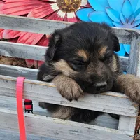 Daisy, a female German Shepherd Dog for sale in Fort Smith, AR – Photo 2 of 2