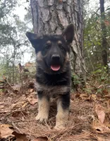 Rex, a male German Shepherd Dog for sale in Fort Smith, AR – 1 of 8