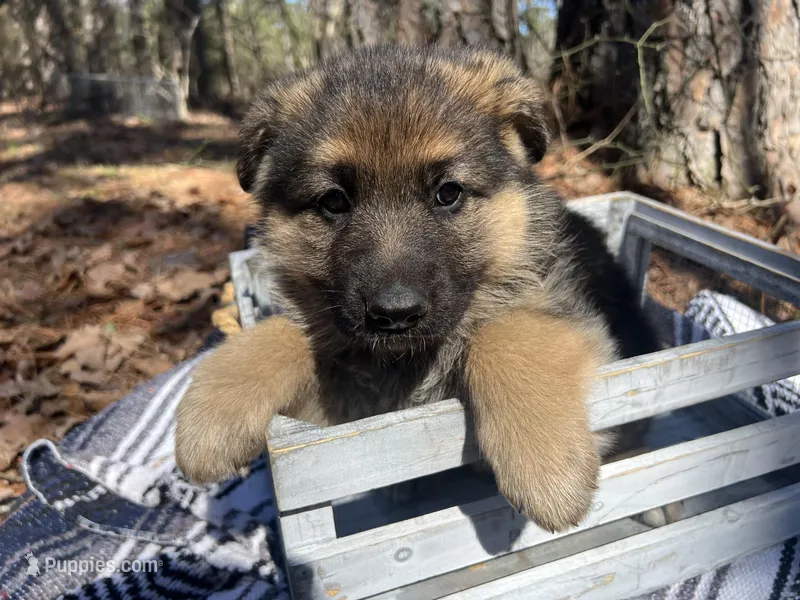 Princess – German Shepherd Dog puppy for sale in Fort Smith, AR