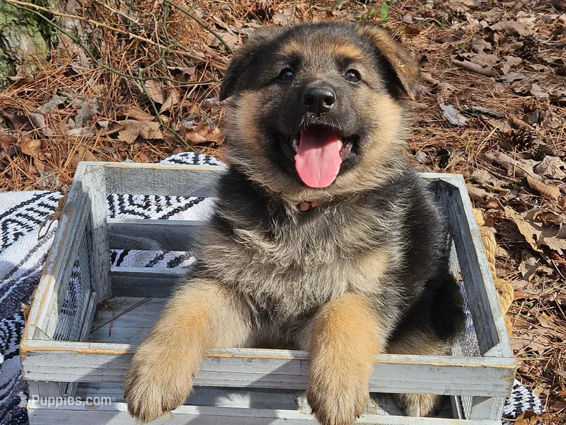 Princess – German Shepherd Dog puppy for sale in Fort Smith, AR