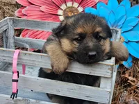 Princess, a female German Shepherd Dog for sale in Fort Smith, AR – Photo 1 of 3