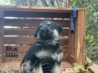 Rex, a male German Shepherd Dog for sale in Fort Smith, AR – 7 of 8