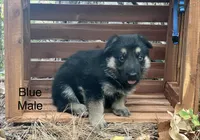 Rex, a male German Shepherd Dog for sale in Fort Smith, AR – 6 of 8