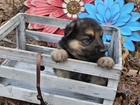 Buddy, a male German Shepherd Dog for sale in Fort Smith, AR – Photo 3 of 3