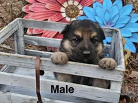 Buddy, a male German Shepherd Dog for sale in Fort Smith, AR – Photo 2 of 3