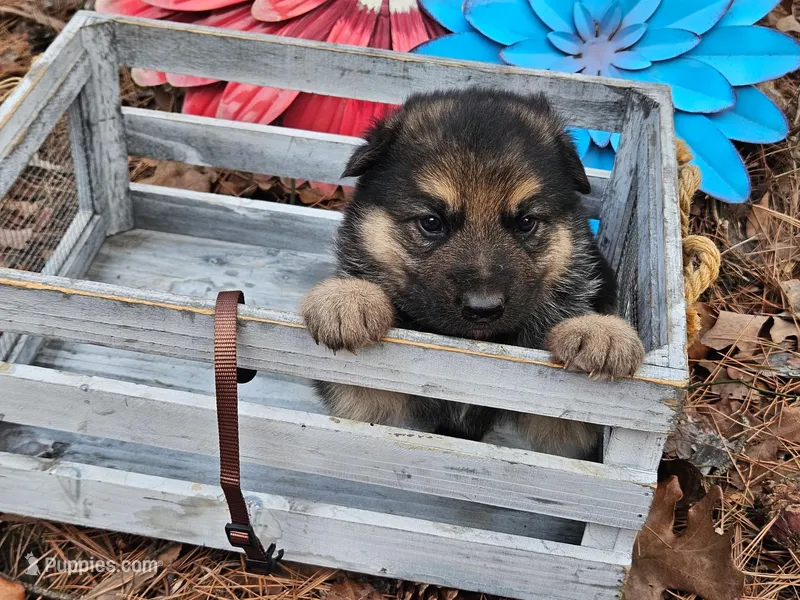 Buddy, a male German Shepherd Dog for sale in Fort Smith, AR – Photo 1 of 3