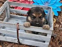 Buddy, a male German Shepherd Dog for sale in Fort Smith, AR – Photo 1 of 3
