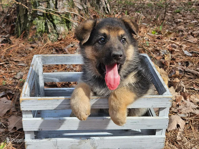 Buddy – German Shepherd Dog puppy for sale in Fort Smith, AR