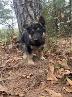Rex, a male German Shepherd Dog for sale in Fort Smith, AR – 5 of 8